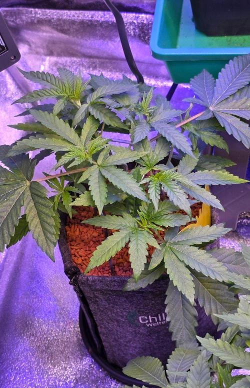 White Runtz X Spritzer. Week 5
