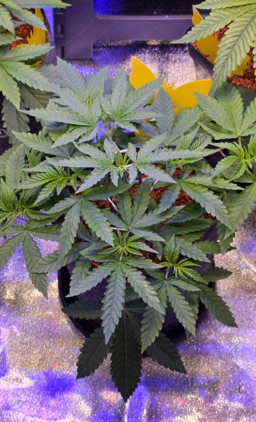 White Runtz X Spritzer. Week 5