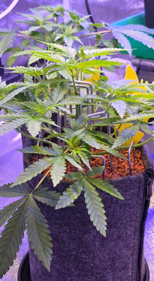 White Runtz X Spritzer. Week 5