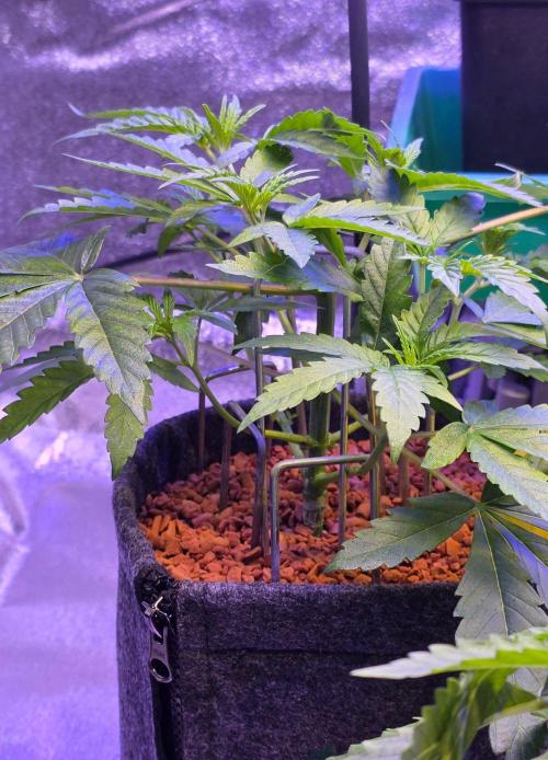White Runtz X Spritzer. Week 5