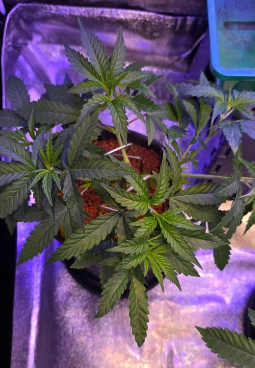 White Runtz X Spritzer. Week 5