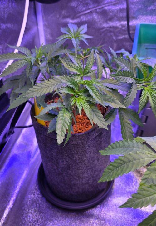 White Runtz X Spritzer. Week 5
