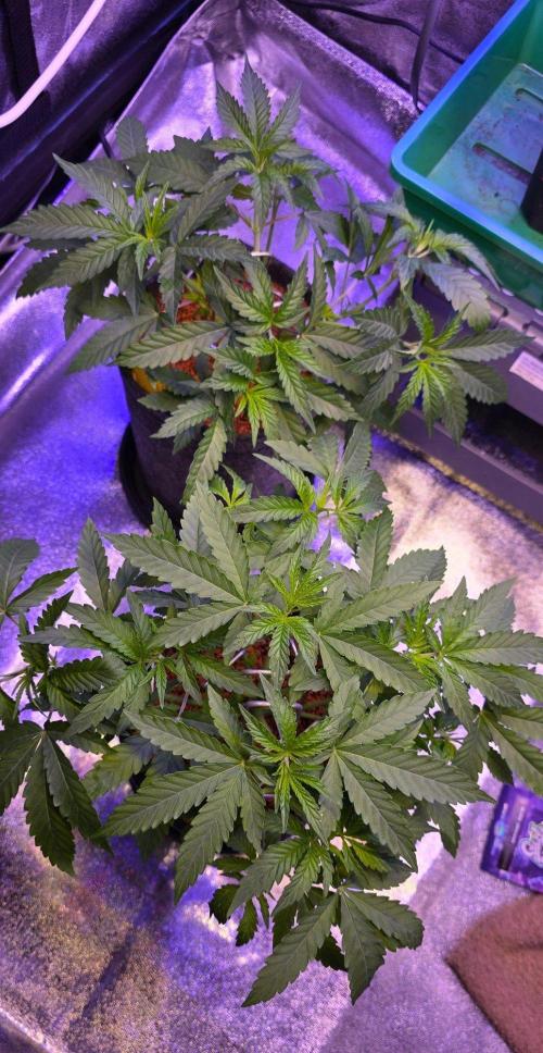 White Runtz X Spritzer. Week 5