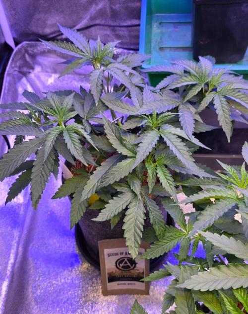White Runtz X Spritzer. Week 6