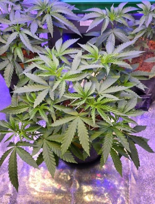 White Runtz X Spritzer. Week 6