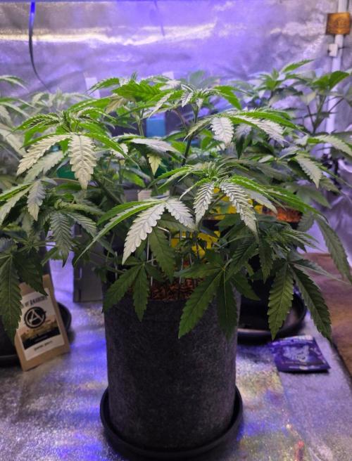 White Runtz X Spritzer. Week 6