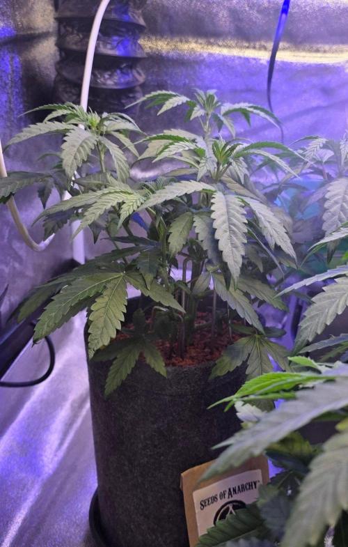 White Runtz X Spritzer. Week 6