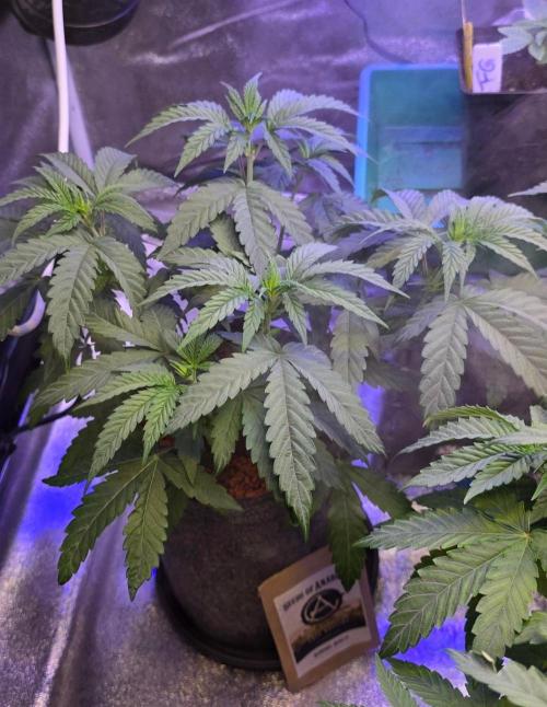 White Runtz X Spritzer. Week 6