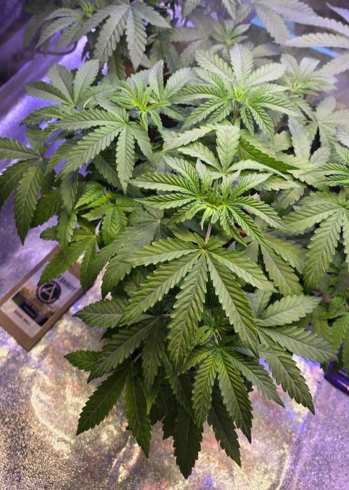 White Runtz X Spritzer. Week 6