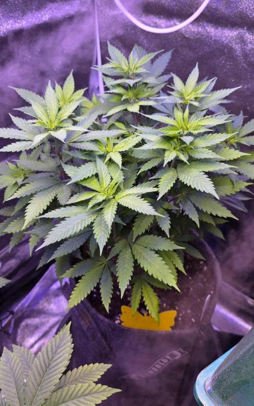 ONE LOVE Bob Marley Edition. Week 9