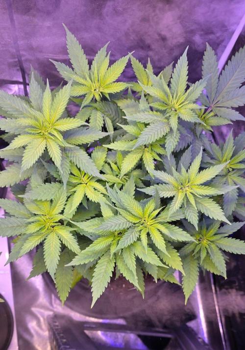 ONE LOVE Bob Marley Edition. Week 9
