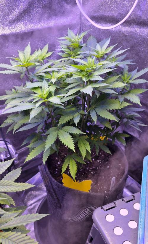 ONE LOVE Bob Marley Edition. Week 9