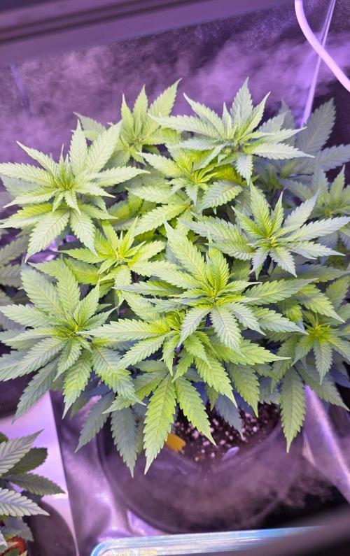 ONE LOVE Bob Marley Edition. Week 9