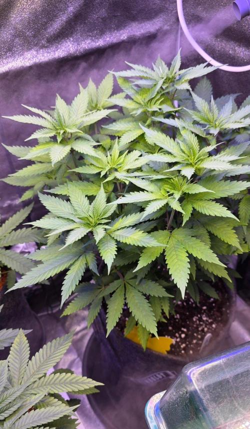 ONE LOVE Bob Marley Edition. Week 9