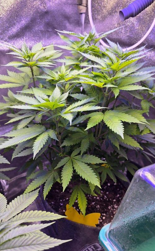 ONE LOVE Bob Marley Edition. Week 9