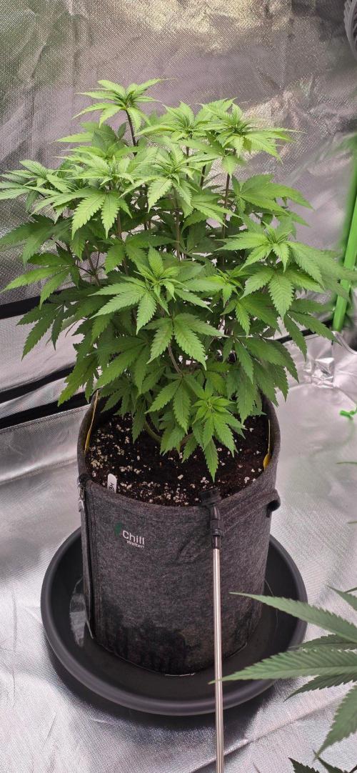ONE LOVE Bob Marley Edition. Week 9