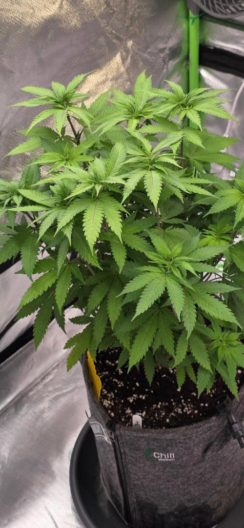 ONE LOVE Bob Marley Edition. Week 9
