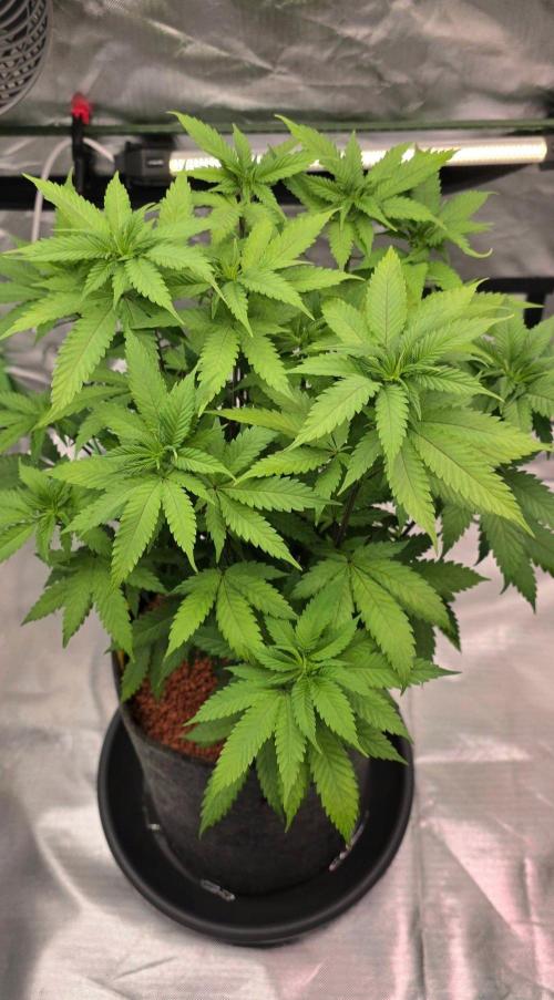 ONE LOVE Bob Marley Edition. Week 10