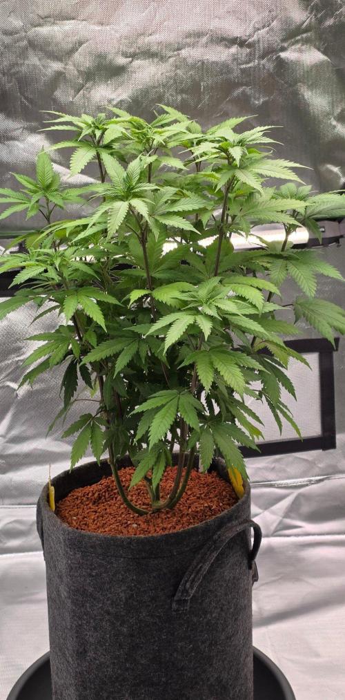 ONE LOVE Bob Marley Edition. Week 10
