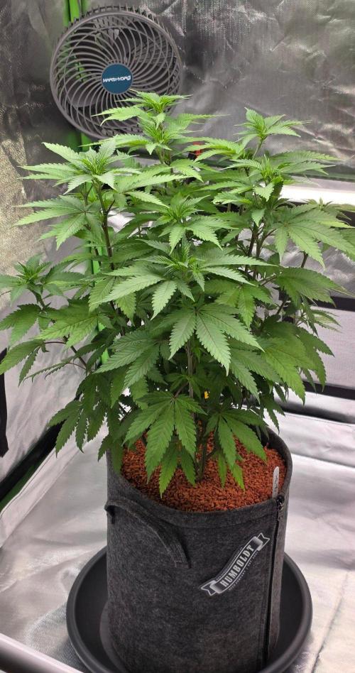 ONE LOVE Bob Marley Edition. Week 10