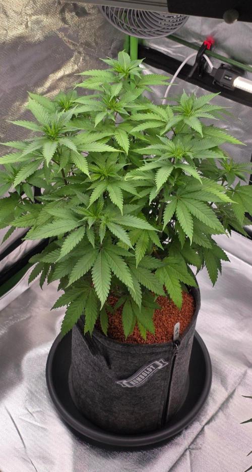 ONE LOVE Bob Marley Edition. Week 10