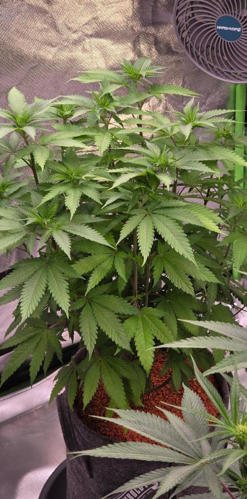 ONE LOVE Bob Marley Edition. Week 10