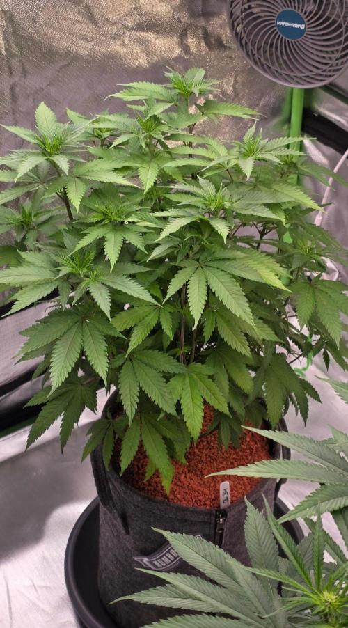ONE LOVE Bob Marley Edition. Week 10