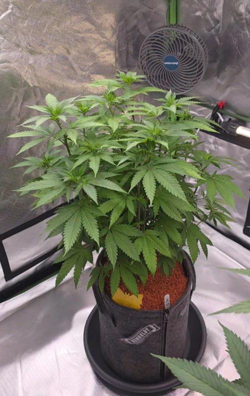 ONE LOVE Bob Marley Edition. Week 10