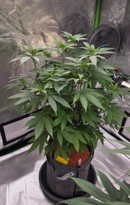 ONE LOVE Bob Marley Edition. Week 10