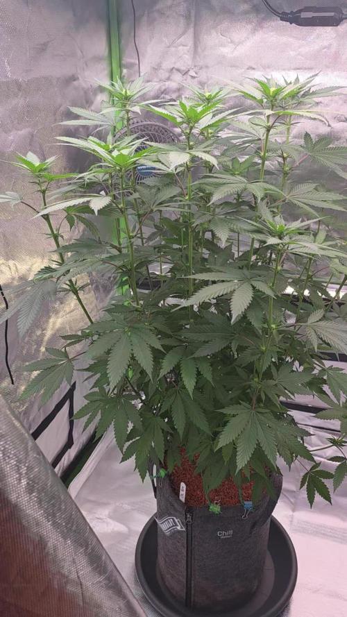 One Love Bob Marley. Week 11