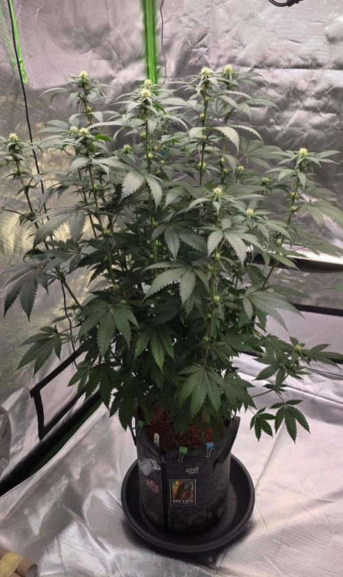 ONE LOVE Bob Marley Edition. Week 12