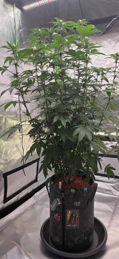 ONE LOVE Bob Marley Edition. Week 12
