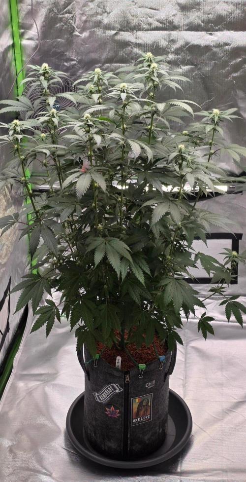 ONE LOVE Bob Marley Edition. Week 12
