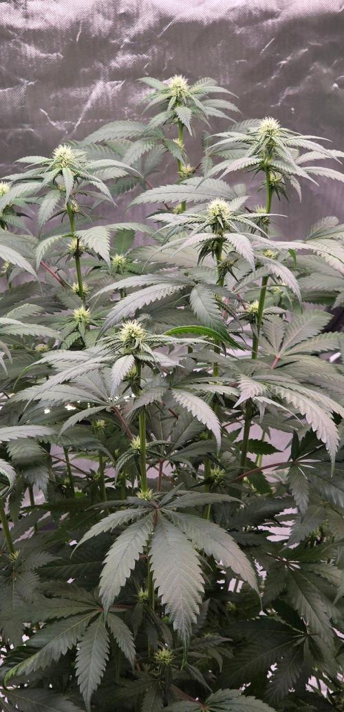 ONE LOVE Bob Marley Edition. Week 12