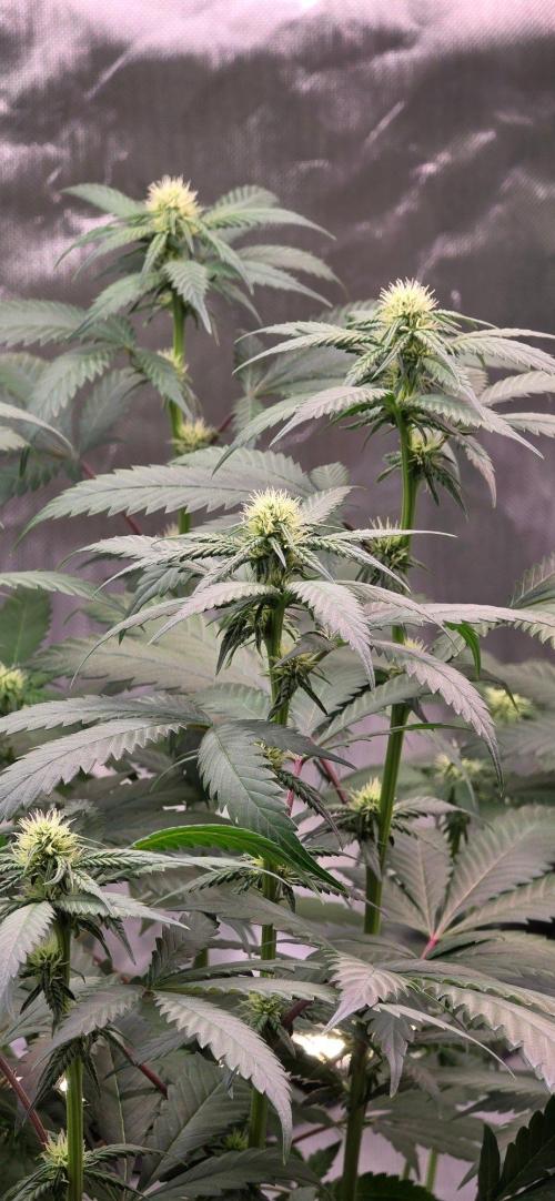 ONE LOVE Bob Marley Edition. Week 12