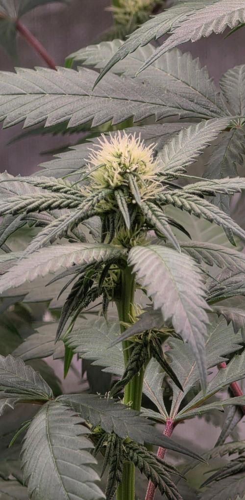 ONE LOVE Bob Marley Edition. Week 12