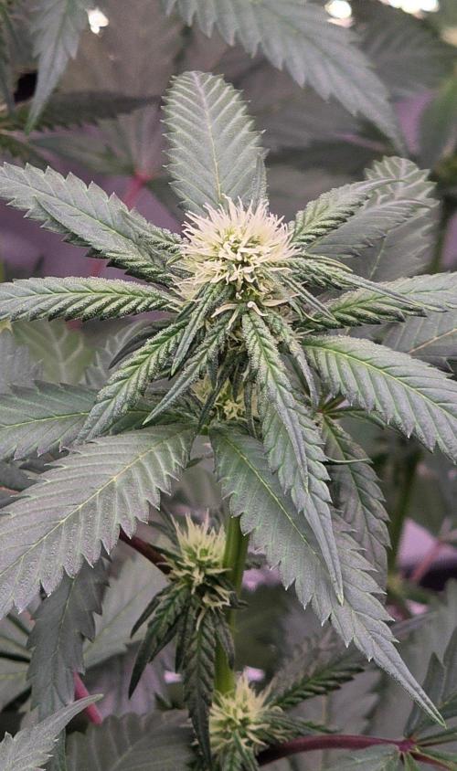 ONE LOVE Bob Marley Edition. Week 12