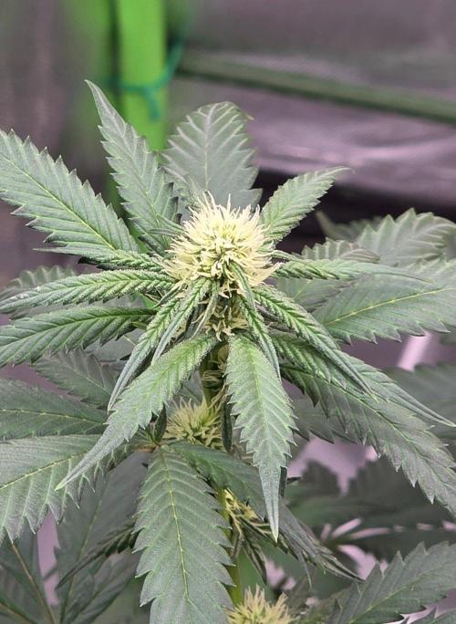 ONE LOVE Bob Marley Edition. Week 12