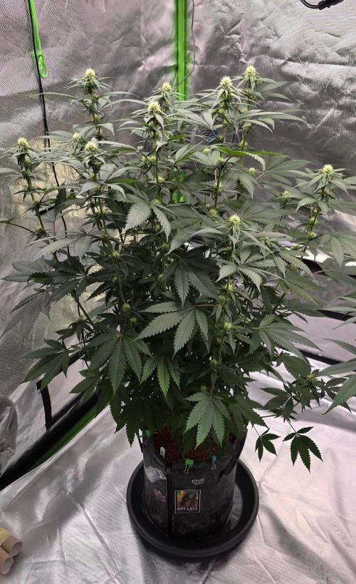 ONE LOVE Bob Marley Edition. Week 12