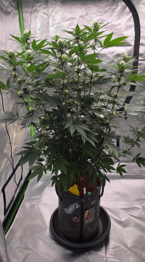 ONE LOVE Bob Marley Edition. Week 12