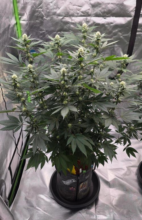ONE LOVE Bob Marley Edition. Week 12