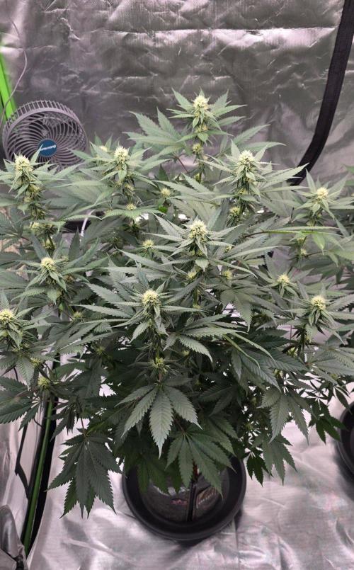 ONE LOVE Bob Marley Edition. Week 12