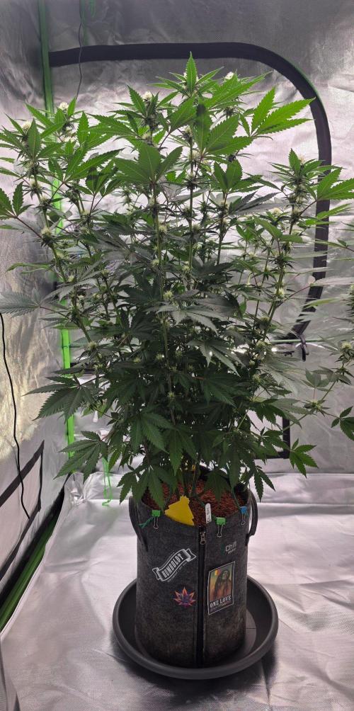 ONE LOVE Bob Marley Edition. Week 12