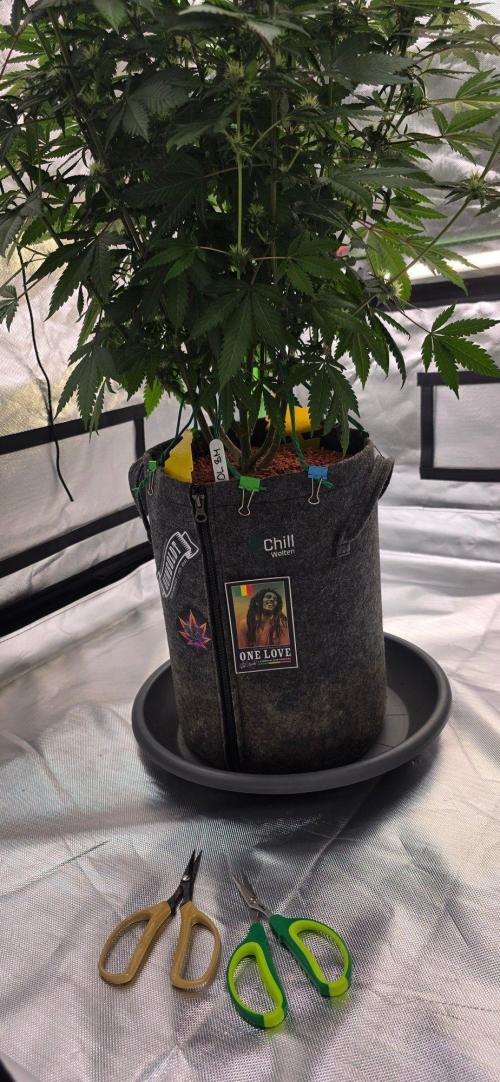 ONE LOVE Bob Marley Edition. Week 12