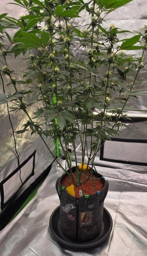 ONE LOVE Bob Marley Edition. Week 12