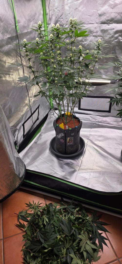 One Love Bob Marley. Week 12