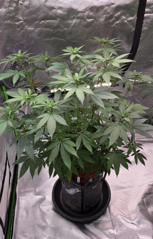 ONE LOVE Bob Marley Edition. Week 11