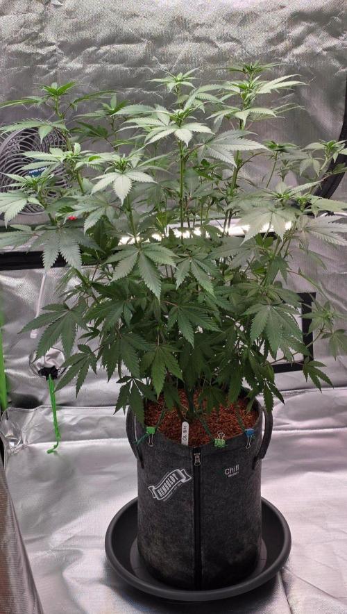 ONE LOVE Bob Marley Edition. Week 11