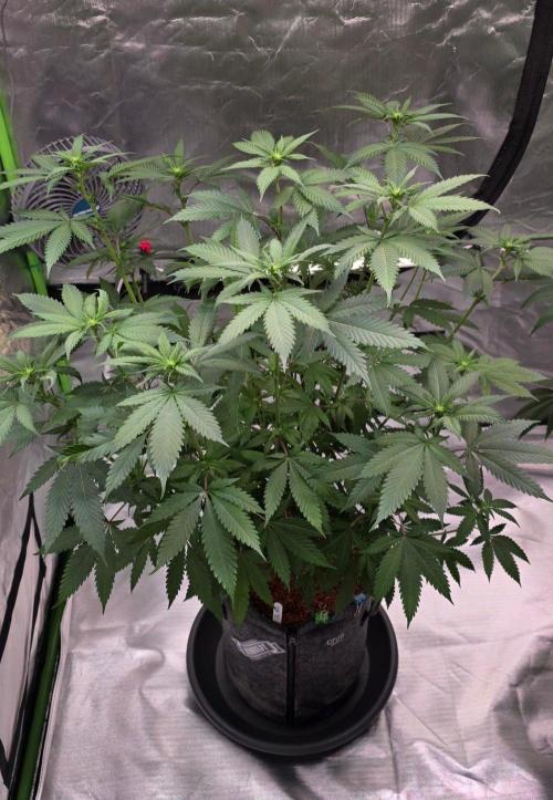 ONE LOVE Bob Marley Edition. Week 11