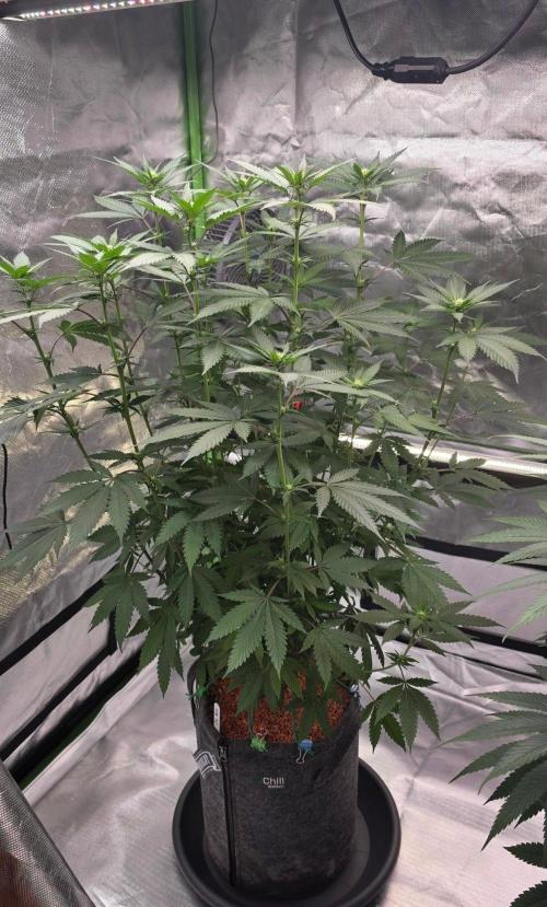 ONE LOVE Bob Marley Edition. Week 11